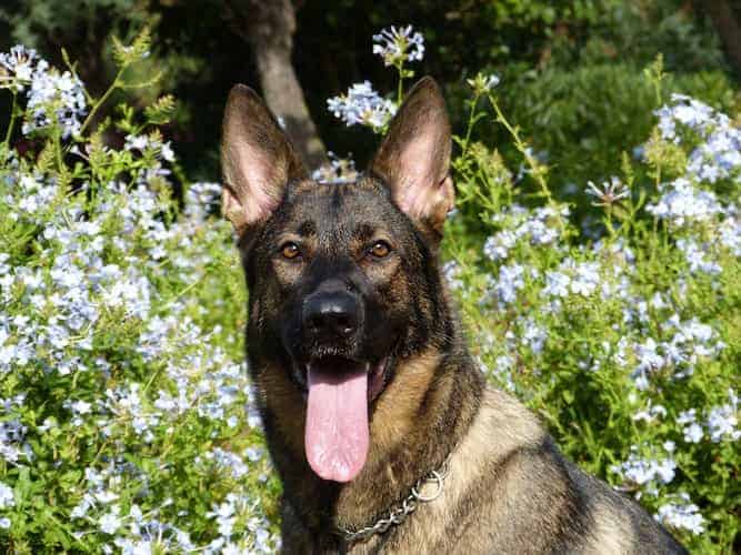 Photo of German Shepherd Dog Portrait In Garden