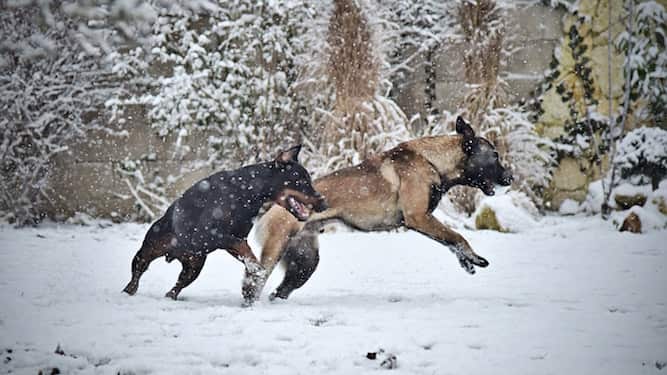 Photo of German Shepherd Dog With Doberman Pinscher Playing In Snow