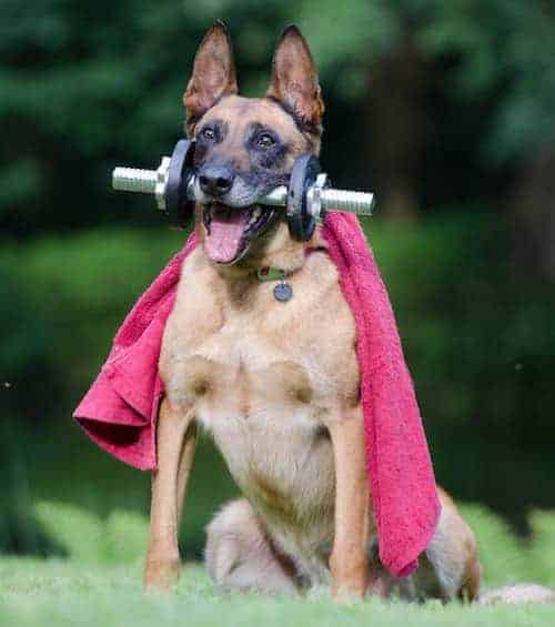 Photo of German Shepherd Dog With Weights In Jaws