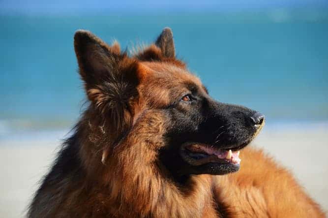 Photo of Red German Shepherd Dog Close Up