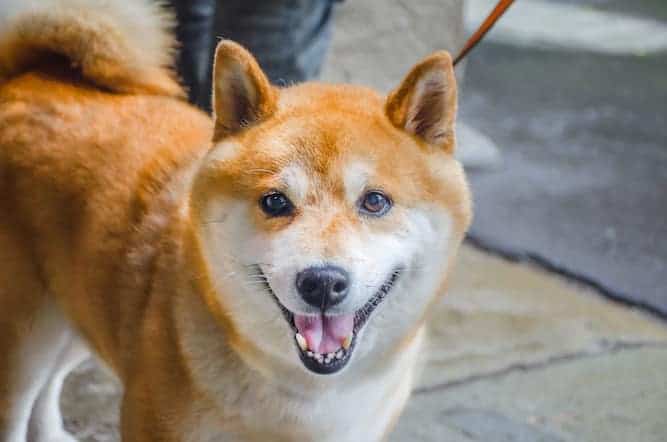 Photo of Shiba Inu  On Leash Min