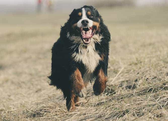 Photo of Aggressive Bernese Mountain Dog