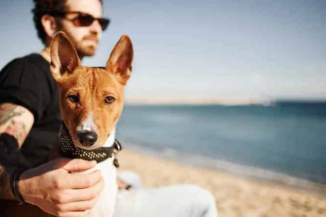 Photo of Basenji  With Man On Beach