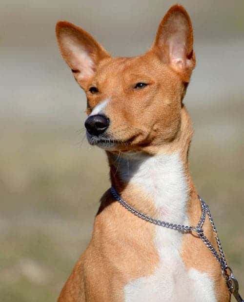 Photo of Basenji Dog  Portrait Outdoors Min