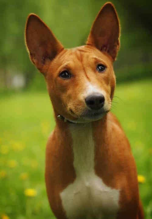 Photo of Basenji Dog Outdoors