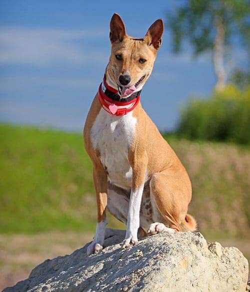 Photo of Basenji Dog Sitting On Rock