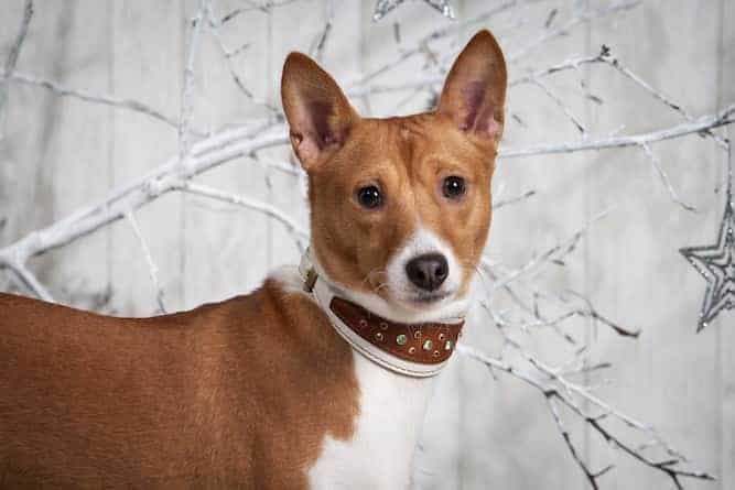 Photo of Basenji Dog Winter Background