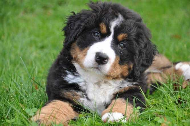 Photo of Bernese Mountain Dog Puppy