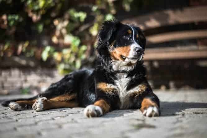 Photo of Bernese Mountain Dog Resting