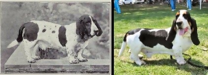 The Basset Hound, 1915 and today. Longer ears, shorter legs, extra skin folds, and belly closer to the ground.