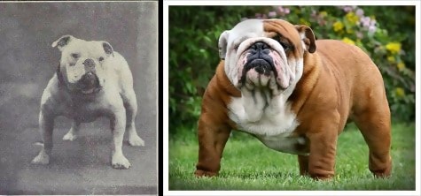 The English Bulldog in 1915 and now. Perhaps the most dramatic result of extreme breeding.
