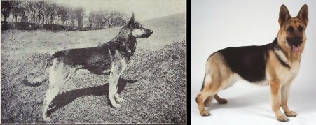The German Shepherd, 1915 and today. Stockier with sloping back and shorter hind legs.
