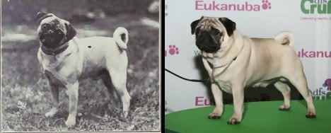 The Pug, 1915 and now.  Shorter legs, stocker body, flattened face, and exaggerated skin folds.