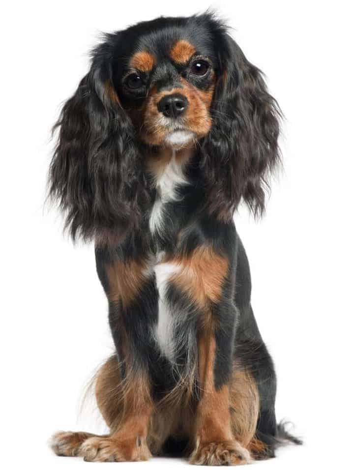 Photo of Cavalier King Charles Spaniel Balck And Brown Portrait