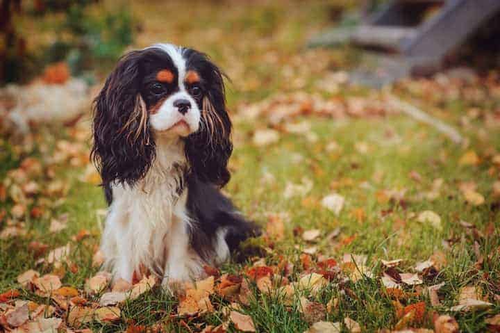 Photo of Cavalier King Charles Spaniel In Folliage