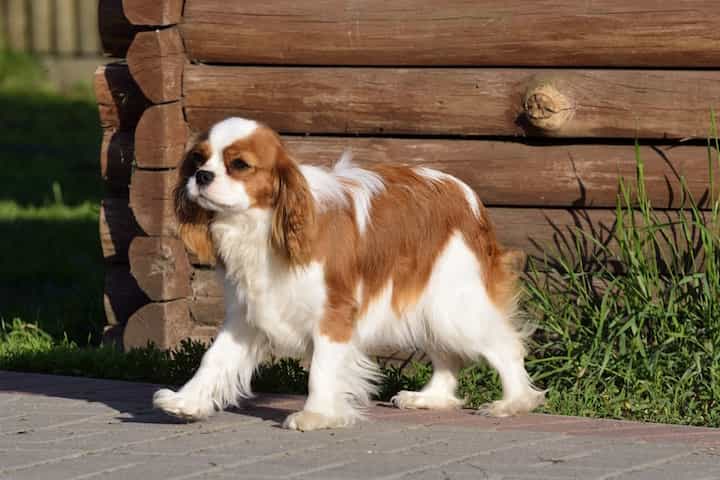 Photo of Cavalier King Charles Spaniel Walking Puppy