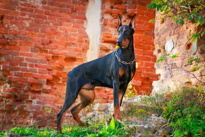 Photo of Doberman Pinscher Standing Outdoor Portrait