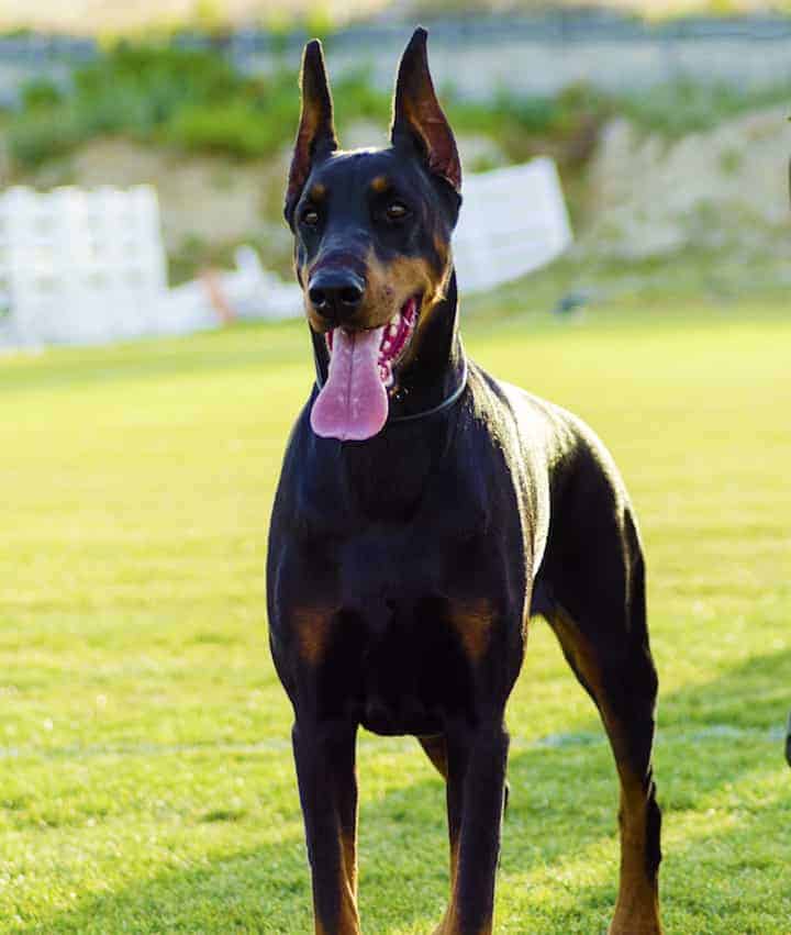 Photo of Doberman Pinscher Standing Outdoors