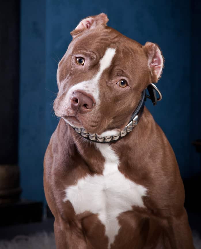 Photo of Pittbull American Portrait