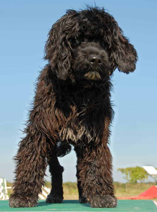 Portuguese Water Dog Black Outdoors 