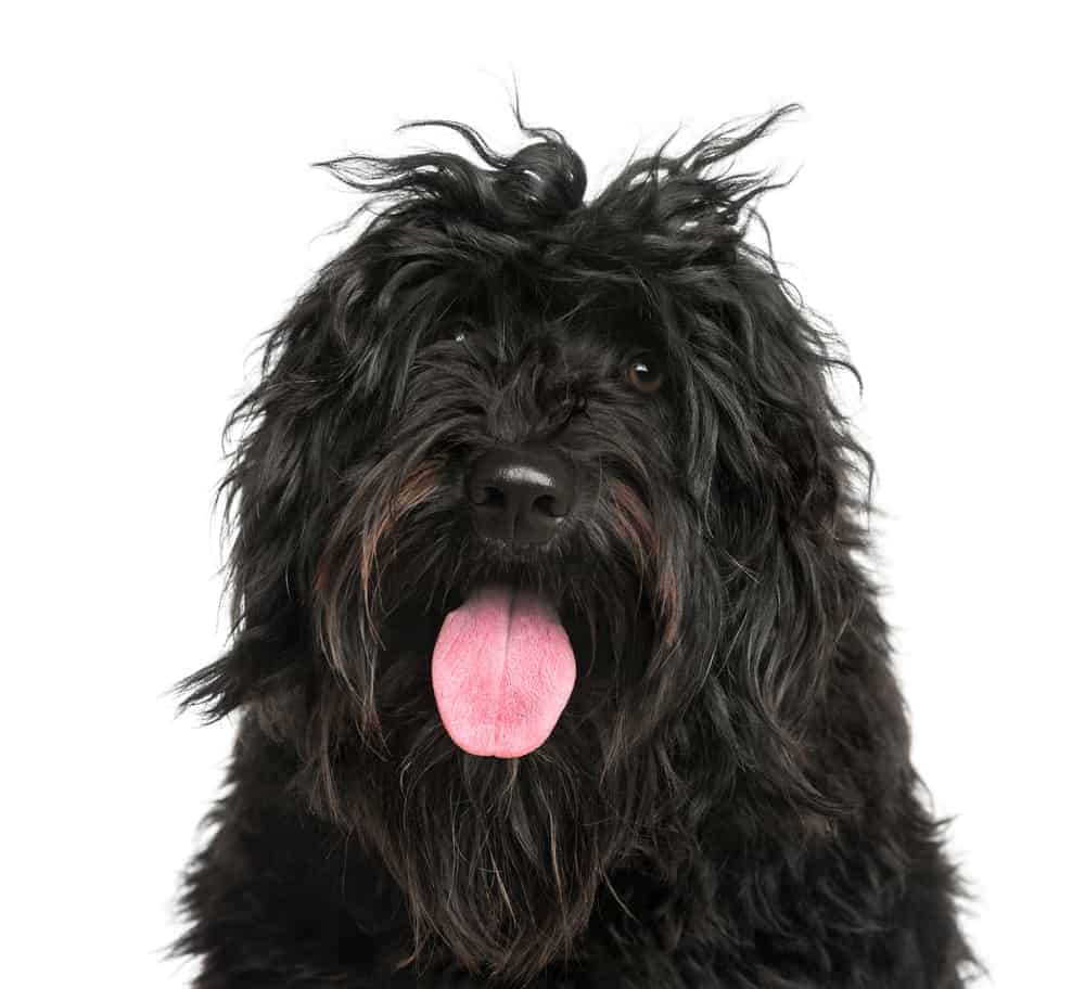 Photo of Portuguese Water Dog Close Up Black Portrait