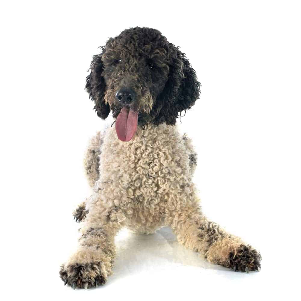 Photo of Portuguese Water Dog Laying Mix Portrait
