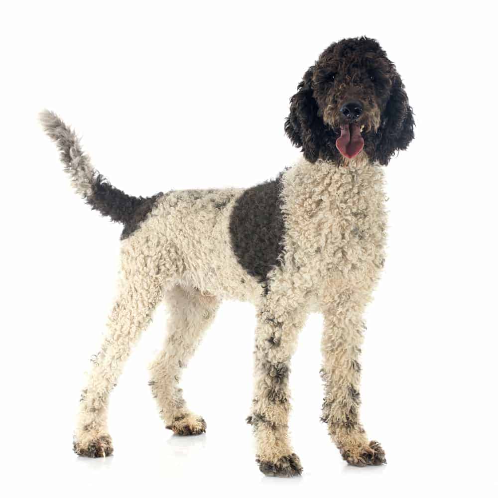Photo of Portuguese Water Dog Mix Color