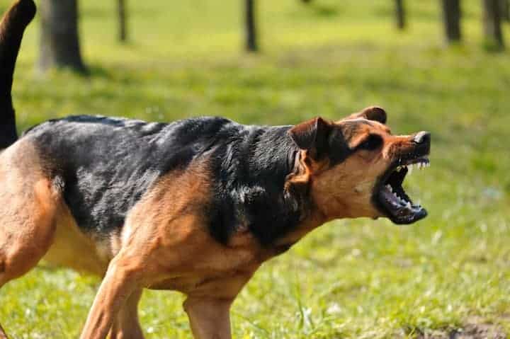 Photo of Aggressive Barking Black Brown Dog Outdoors