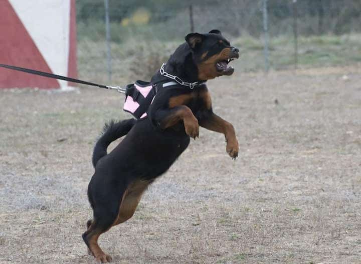 Photo of Aggressive Rottweiler Dog Pulling Leash On Hind Legs Min