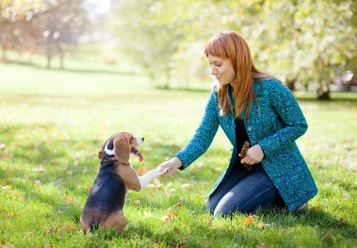Photo of Beagle Shaking Kneeling Woman Hands In Park Min