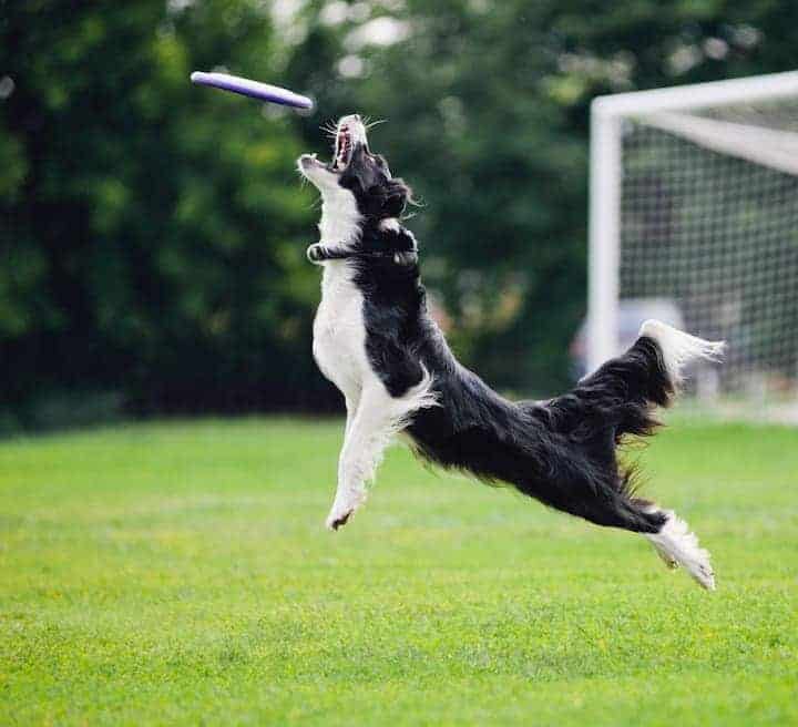 Photo of Black White Dog Jumps To Catch Purlple Frisbee  Min