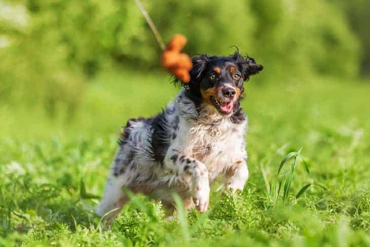 Photo of Brittany Spaniel Running In Field