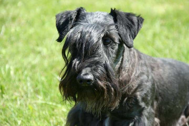 Photo of Cesky Terrier Blackish Outdoor On Grass