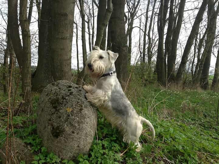 Photo of Cesky Terrier White And Grey Hind Legs Outdoor