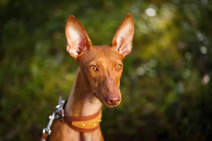 Photo of Cirneco Dell Etna Portrait Min