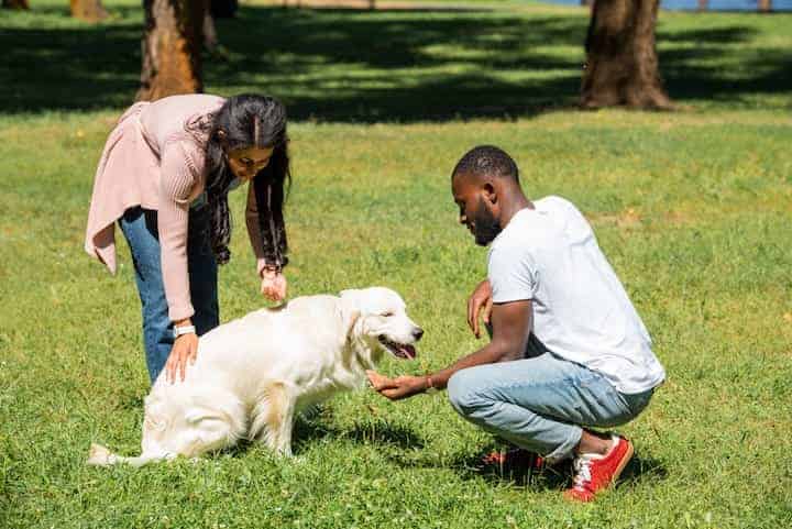 Photo of Couple With Golden Retriever In Park