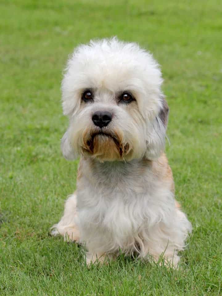 Photo of Dandie Dinmont Terrier Sitting In Grass