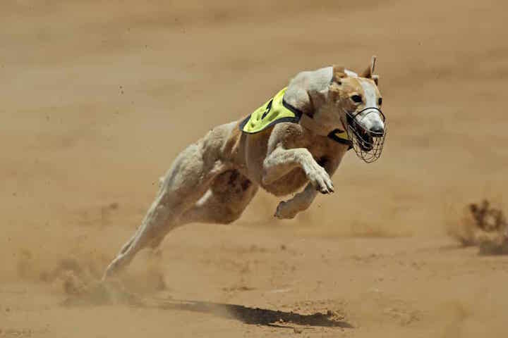 Photo of Greyhound Racing