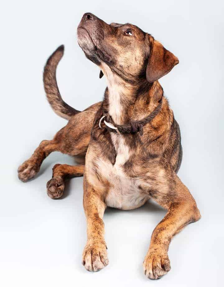 Photo of Plott Hound Potrait