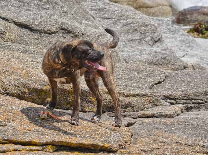 Photo of Plott Hound River Min