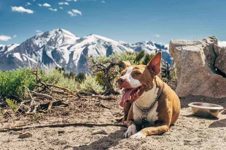 Photo of Red Nose Pit Bull Lying Outdoors Mountain Background Min