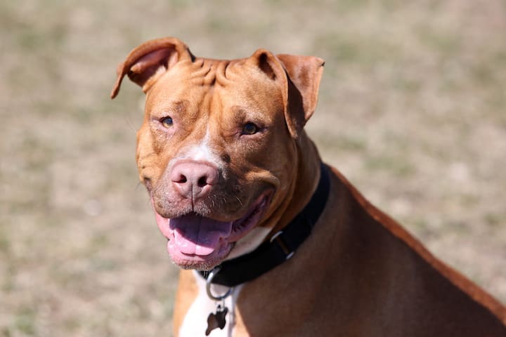 Photo of Red Nosed Pit Bull Portrait
