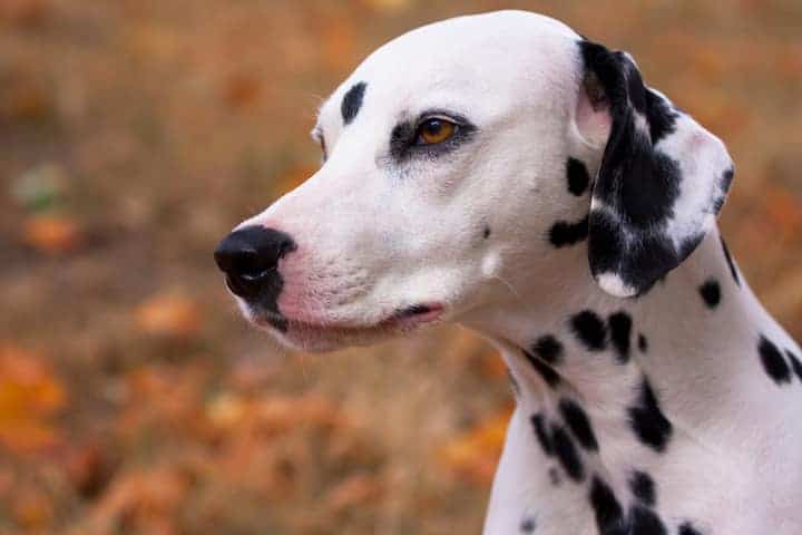 Photo of Serious Dalmatian Dog