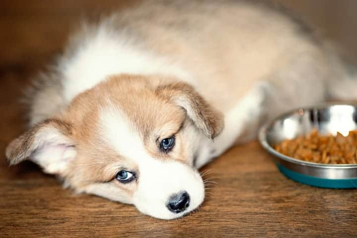 Photo of Sick Puppy Lying Next To Food Bowl