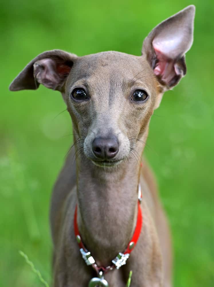 Photo of Small Italian Greyhound