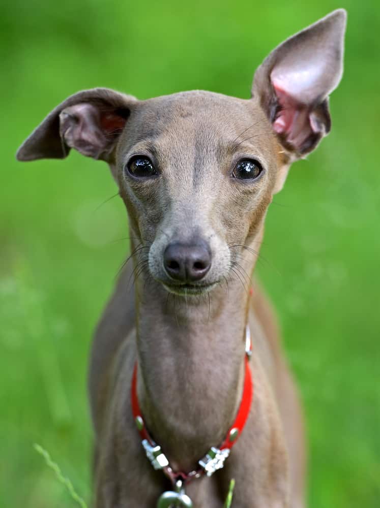 italian greyhound price range