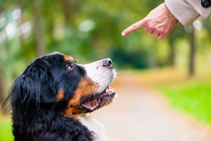 Photo of Training Bernese Mountain Dog Min