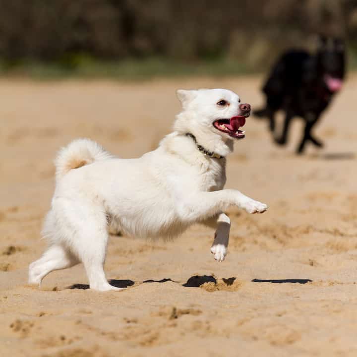 Photo of White Dog Playing In Sand