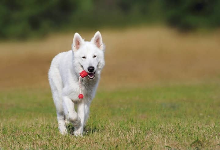 are white german shepherds good family dogs