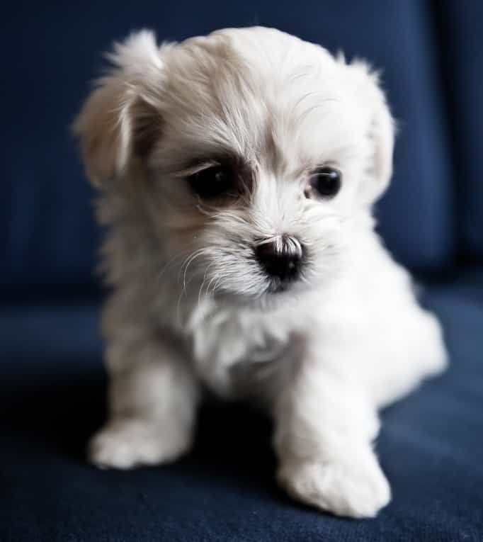 Photo of White Puppy Min